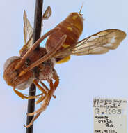 Image of Nomada ovata (Robertson 1903)