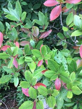 Image of piedmont rhododendron