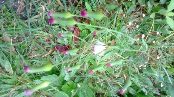 Image of lilac tasselflower