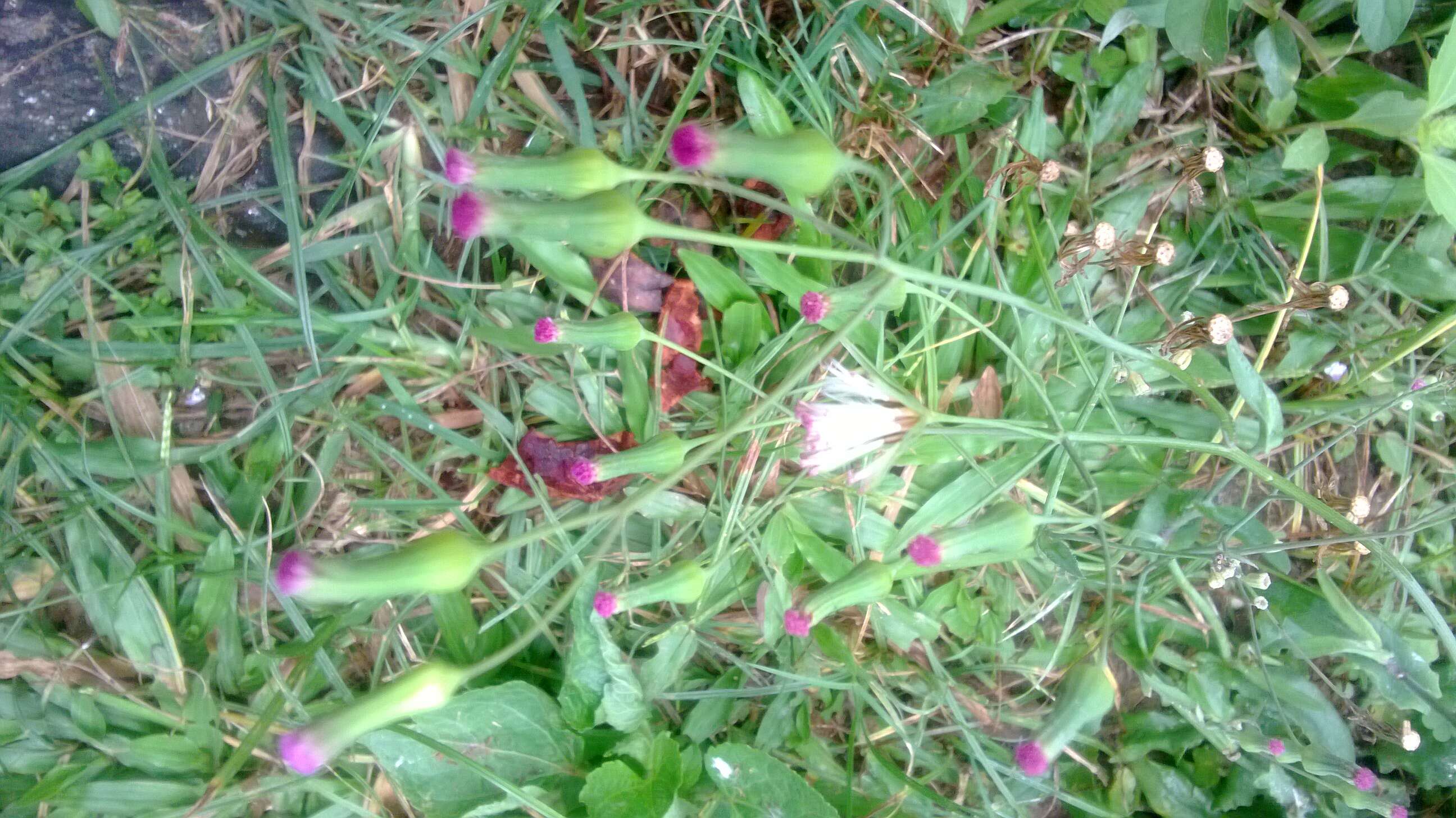 Image of lilac tasselflower