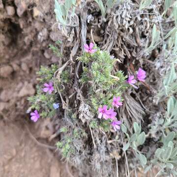 Image of Phlox caespitosa subsp. caespitosa