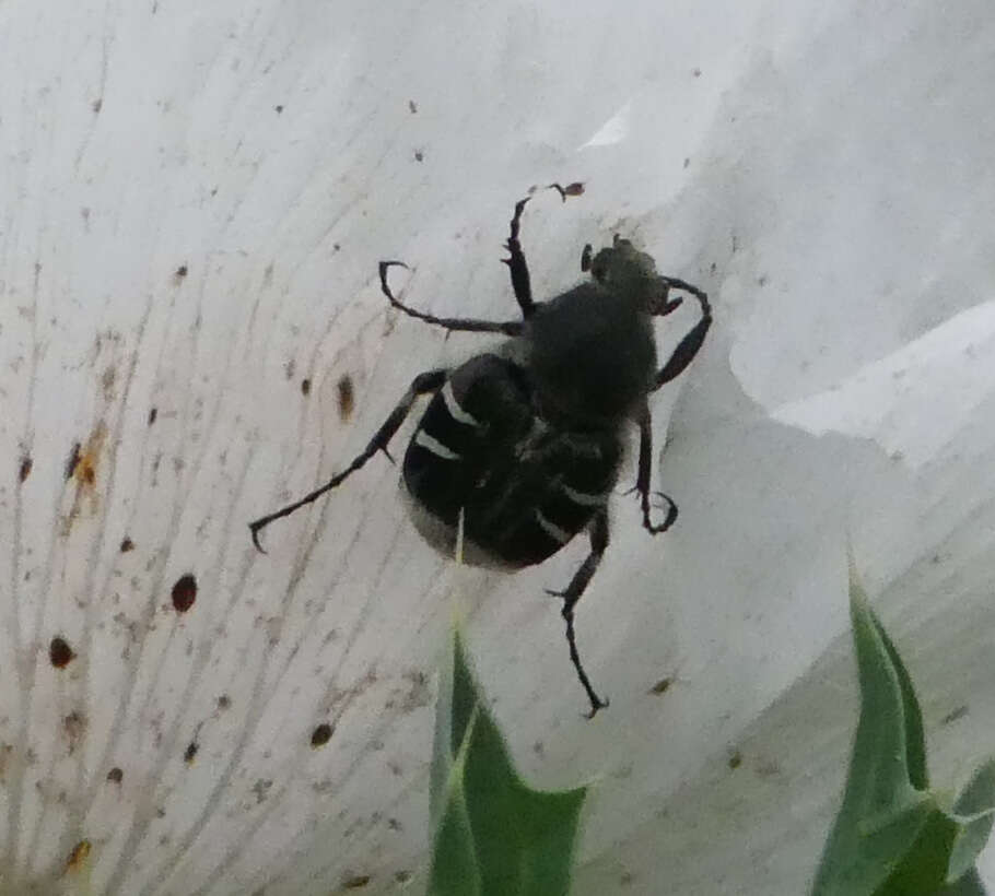 Image of Texas Flower Scarab