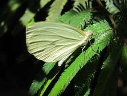 Image of Pseudopieris