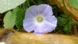 Image of tall morning-glory