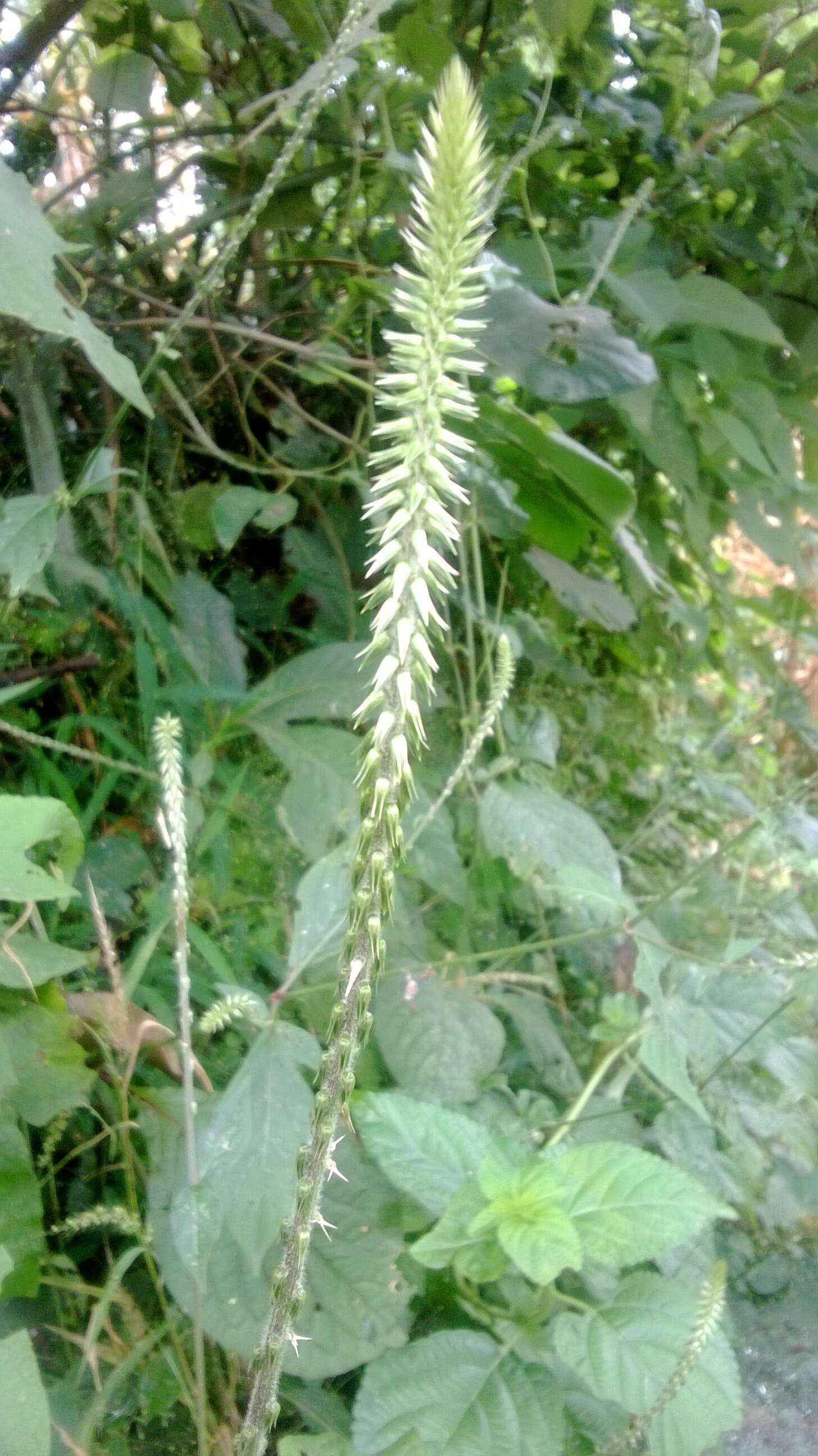 Image of Chaff-flower