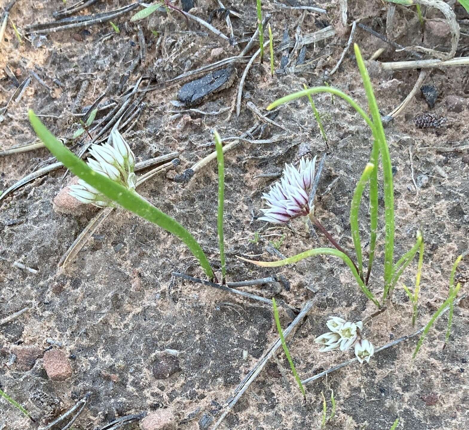 Image de Allium brandegeei S. Watson