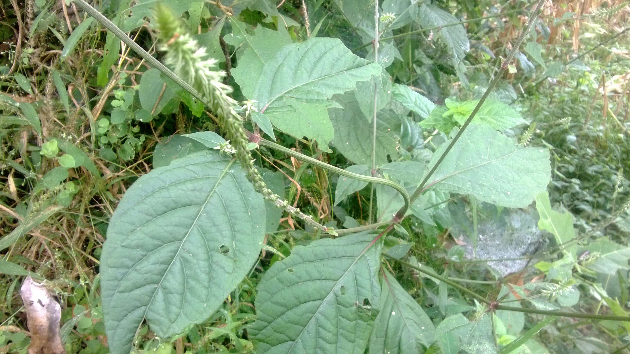 Image of Chaff-flower