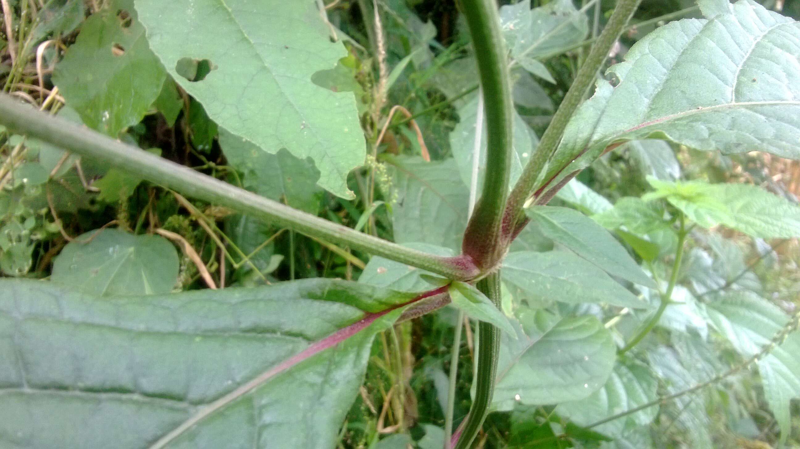 Image of Chaff-flower