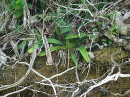 Image de Paphiopedilum glanduliferum (Blume) Stein