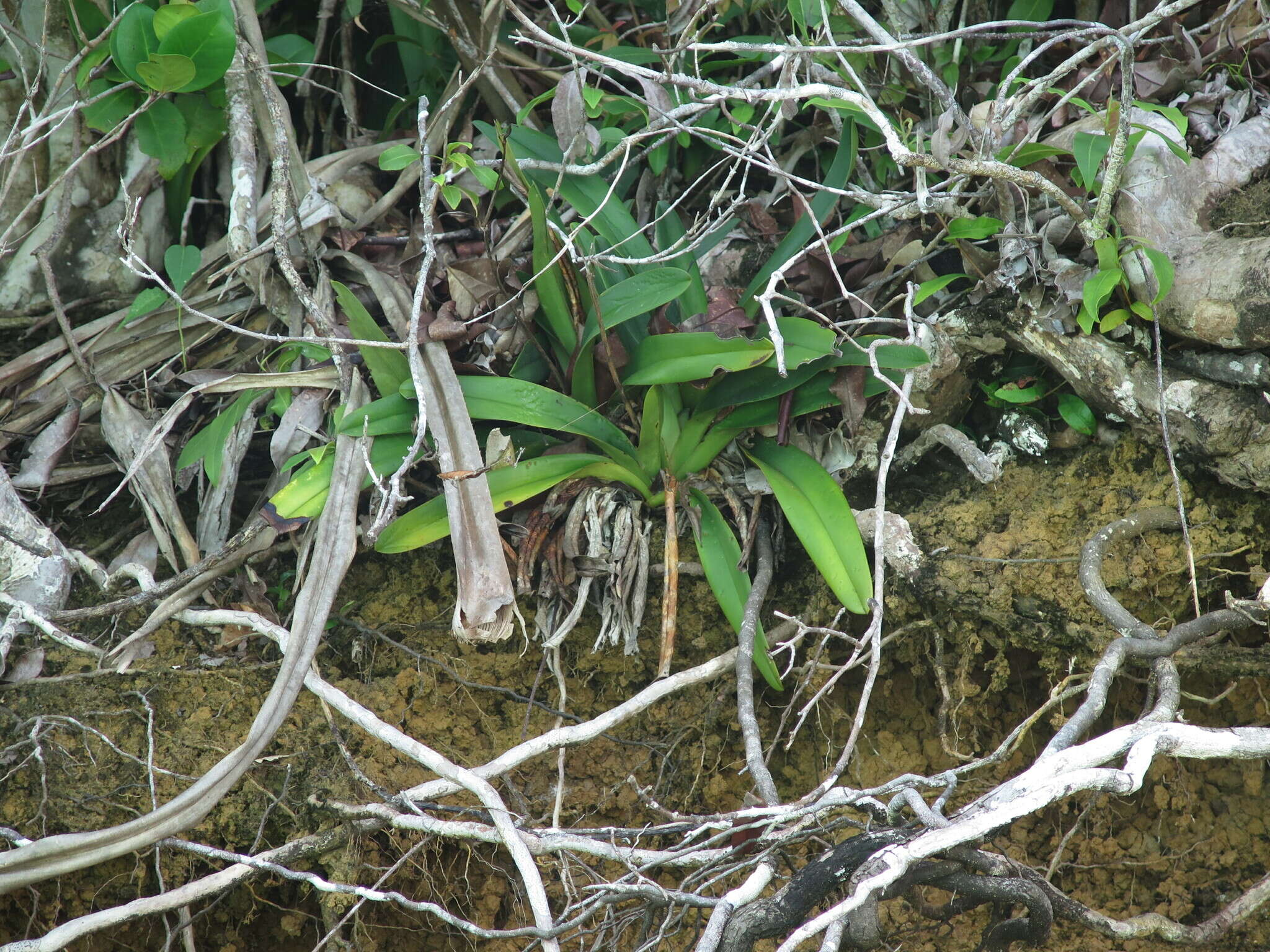 Image de Paphiopedilum glanduliferum (Blume) Stein