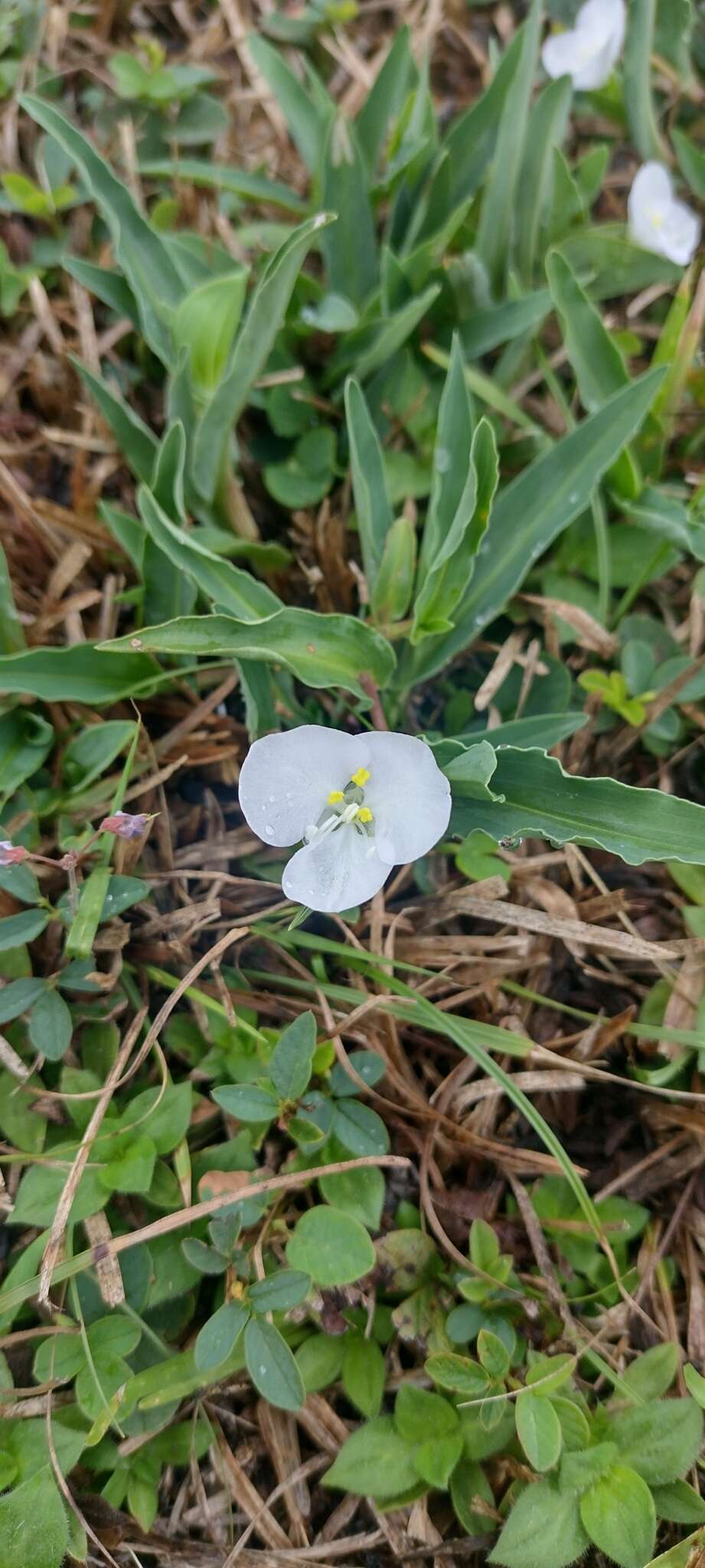 Слика од Commelina platyphylla Klotzsch ex Seub.