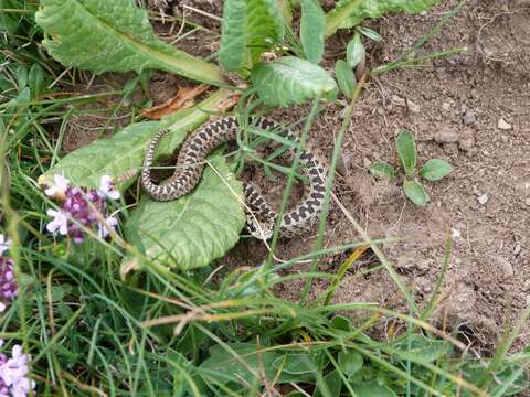 Image of Meadow Viper