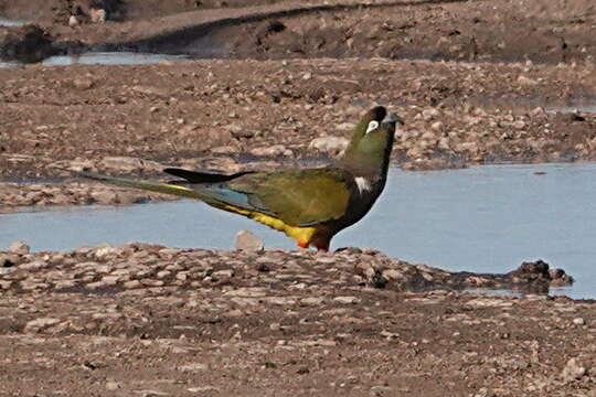 صورة Cyanoliseus Bonaparte 1854