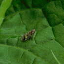 Image of banded lacehopper