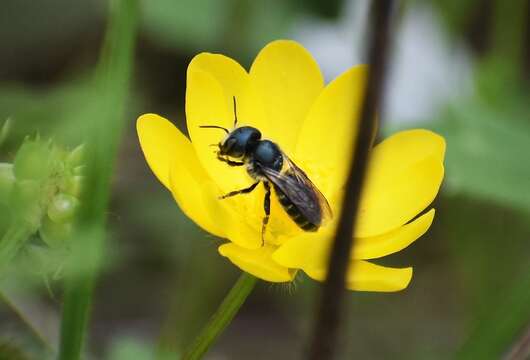 Image of Osmia georgica Cresson 1878