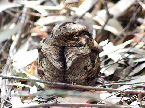 Image of Large-tailed Nightjar