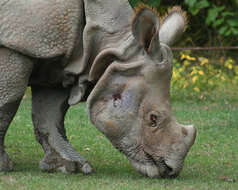 Image of Indian Rhinoceros