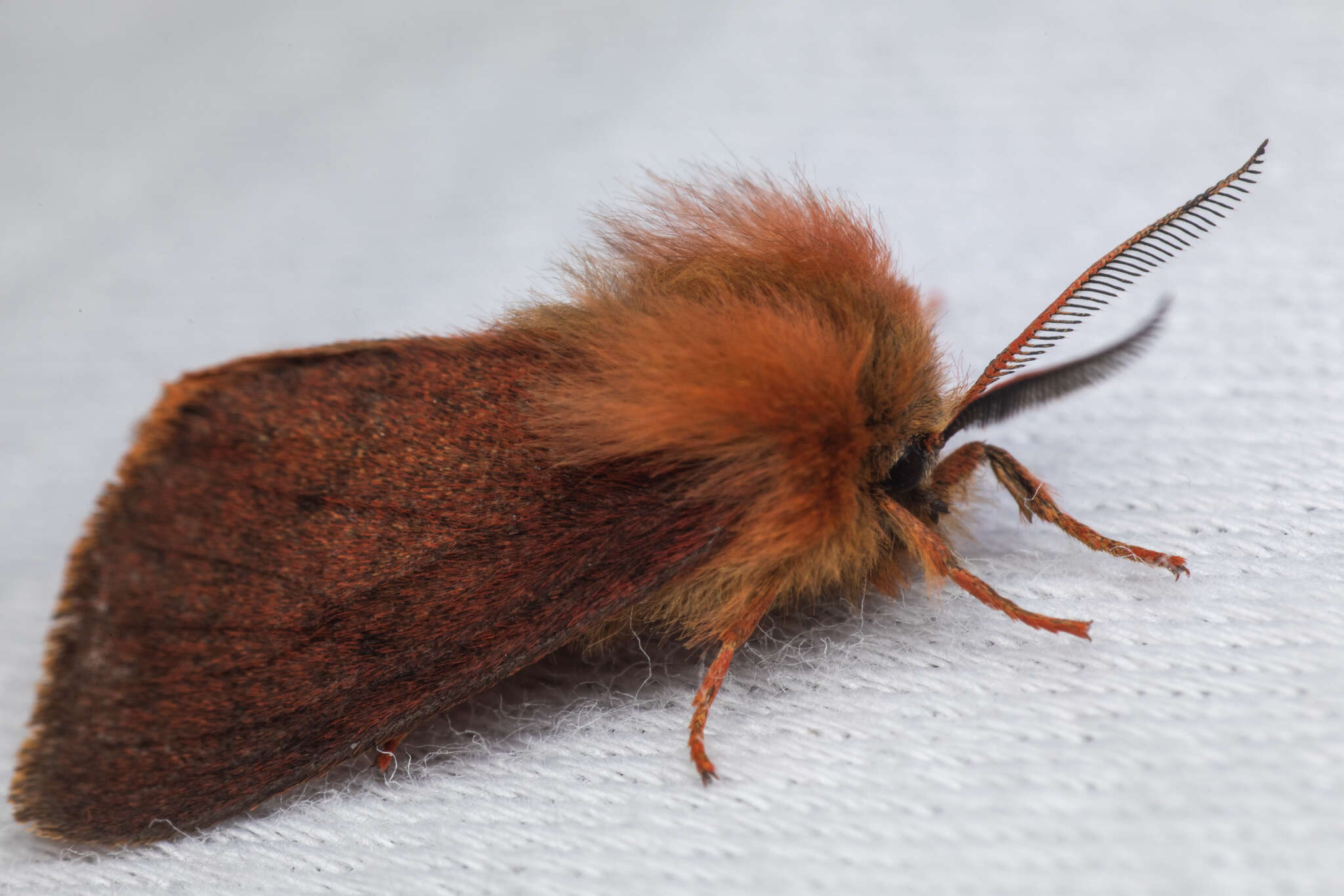 Image of Spilosoma pteridis Edwards 1874