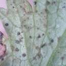 Image of Puccinia pimpinellae (F. Strauss) Link 1824