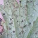 Слика од Puccinia pimpinellae (F. Strauss) Link 1824