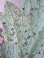 صورة Puccinia pimpinellae (F. Strauss) Link 1824