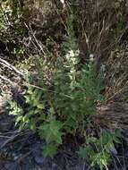 Image de Pycnanthemum californicum Torr. ex Durand