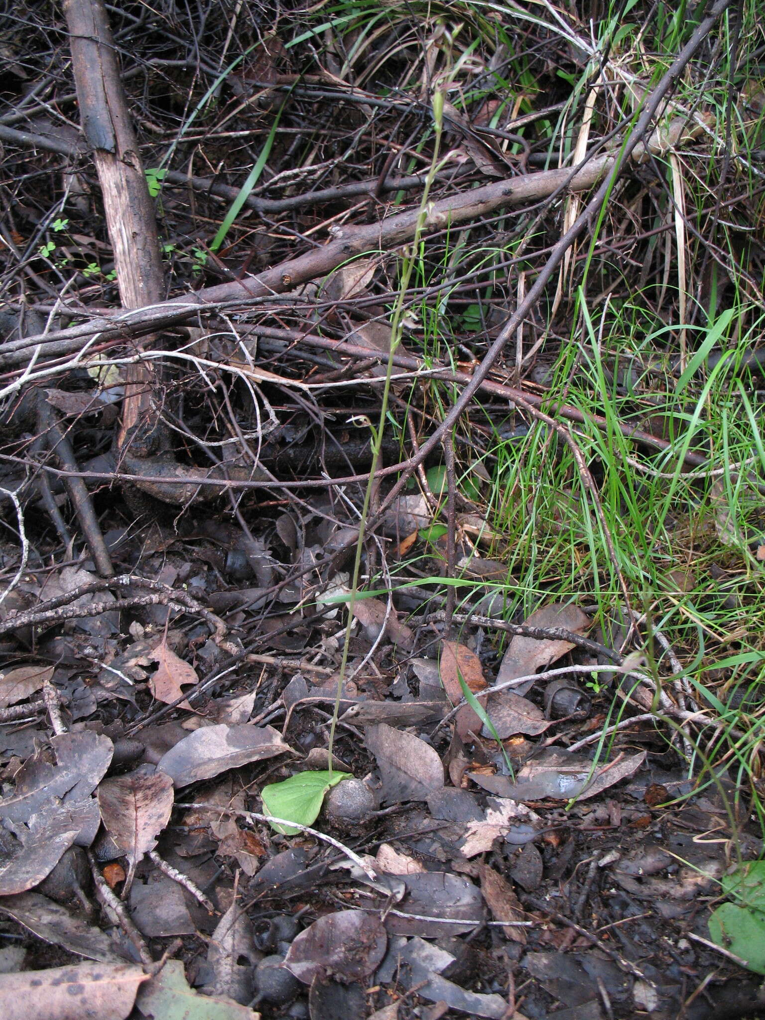 Image of Cyrtostylis reniformis var. huegelii (Endl.) Benth.