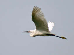 Image of Little Egret