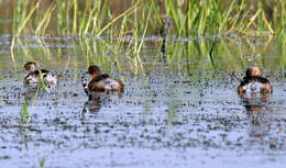 Image of Little Grebe