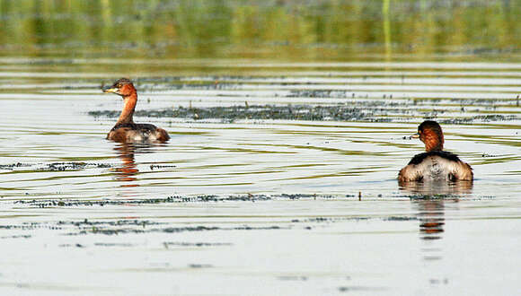 Image of Little Grebe