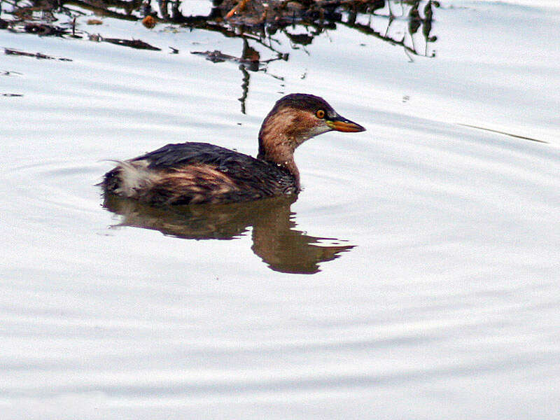 Image of Little Grebe