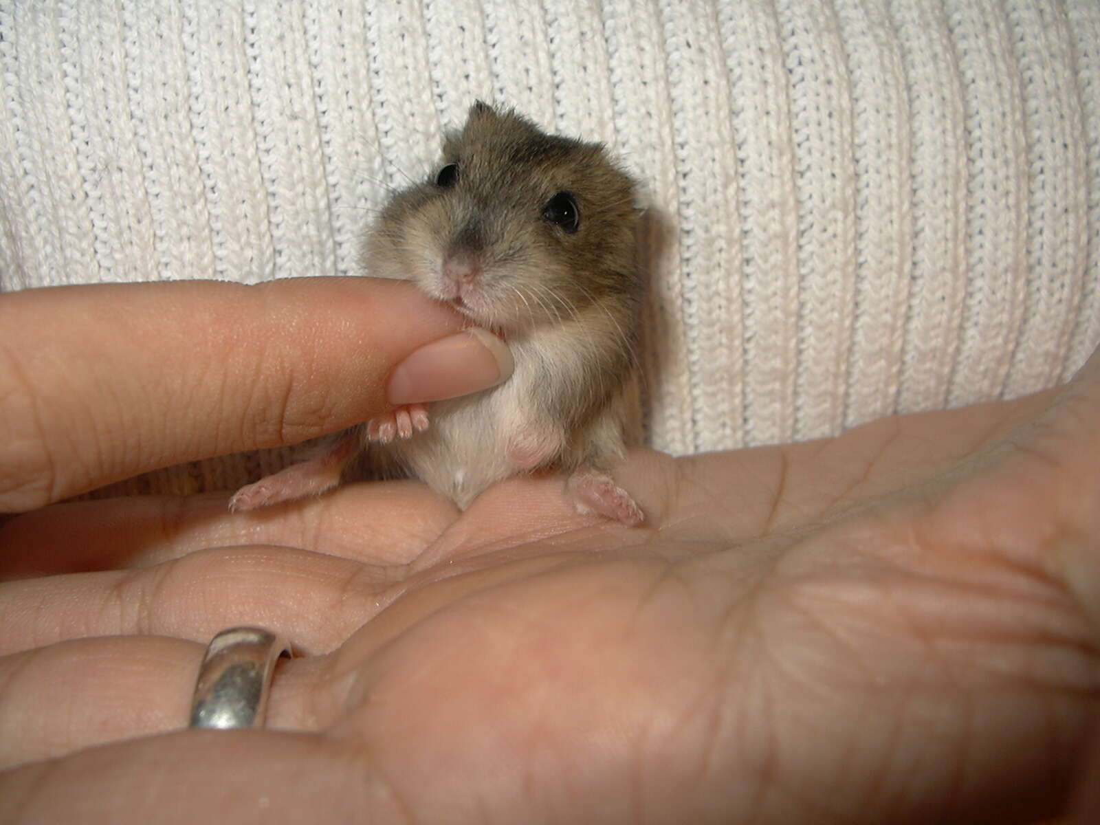 Image of Dzhungarian Hamster