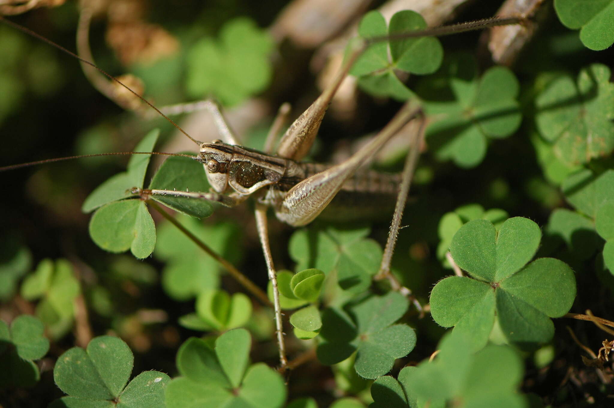 Image of Pterolepis