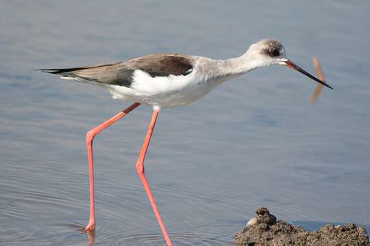 Image of Black-winged Stilt