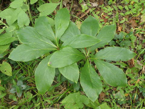 Image of lenten-rose