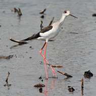 Image of Black-winged Stilt