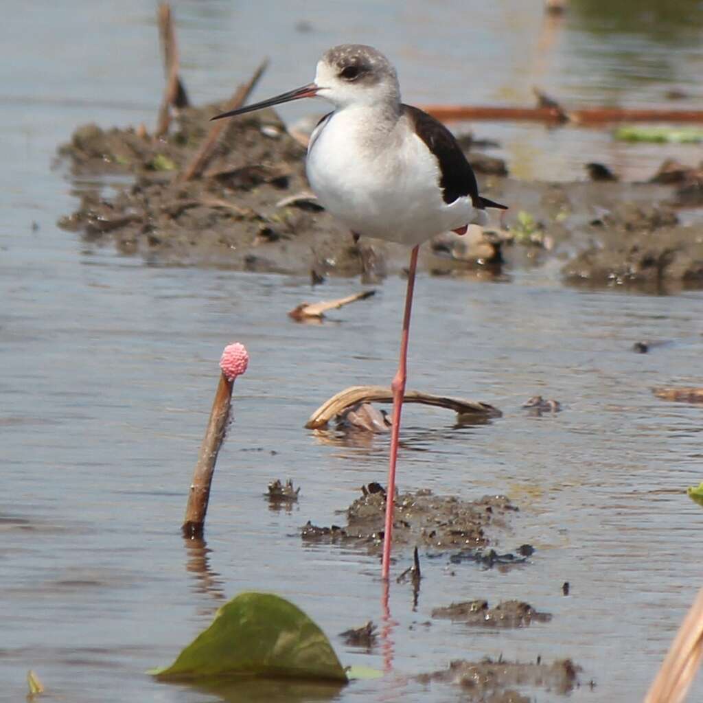 Image of Black-winged Stilt