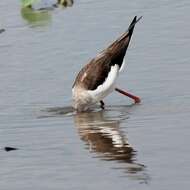 Image of Black-winged Stilt