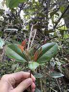 Imagem de Henriettea squamulosa (Cogn.) W. S. Judd