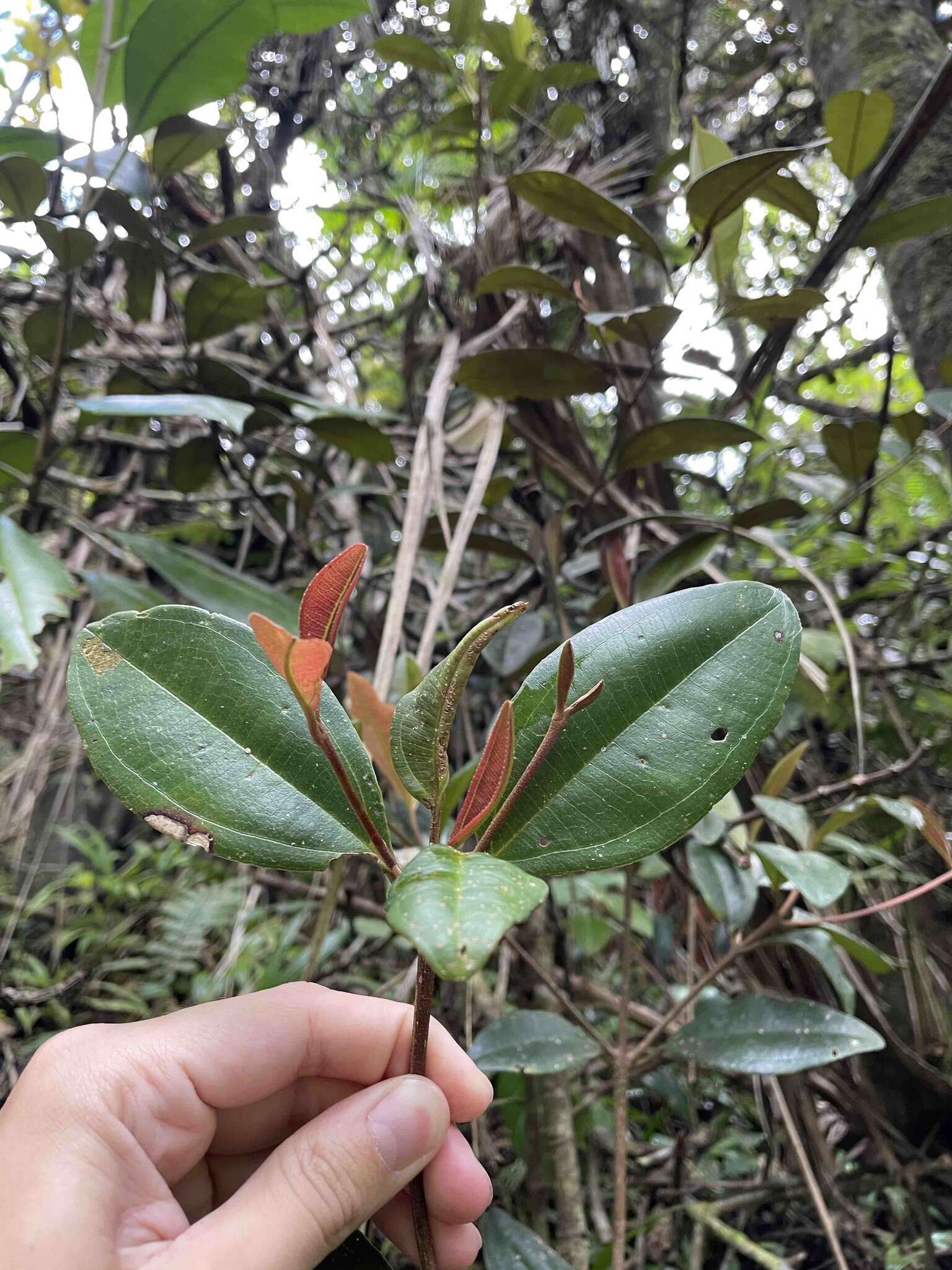 Image of Henriettea squamulosa (Cogn.) W. S. Judd