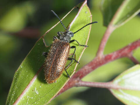 Image of Lagria grenieri C. Brisout de Barneville 1867