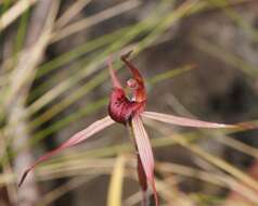 Caladenia montana G. W. Carr的圖片