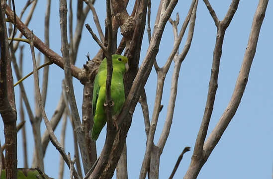 Image of Turquoise-winged Parrotlet