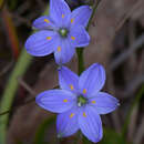 Image of Chamaescilla corymbosa var. corymbosa