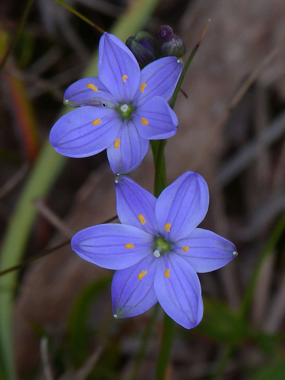 Sivun Chamaescilla corymbosa var. corymbosa kuva