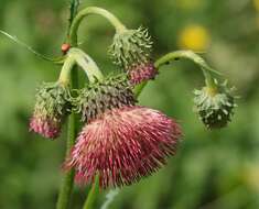 Image de Cirsium erisithales (Jacq.) Scop.