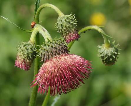 Image of Cirsium erisithales (Jacq.) Scop.