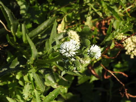 Image of Gymnocoronis