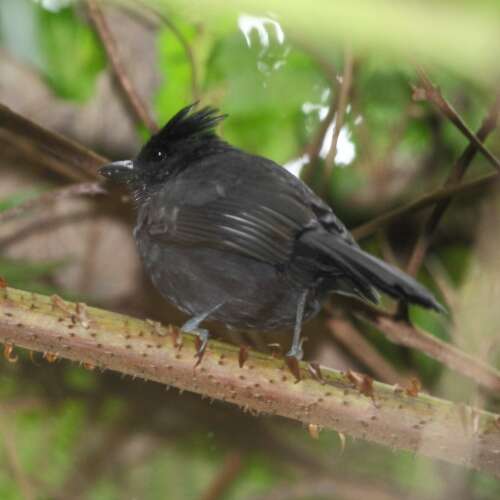 Image of Tufted Antshrike