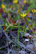 Image of Hesperantha pilosa (L. fil.) Ker Gawl.